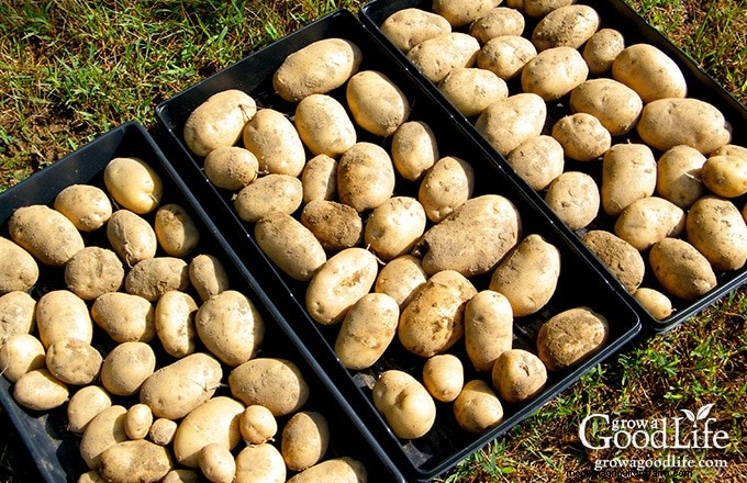 Cultivar patatas:una guía completa para jardineros domésticos 