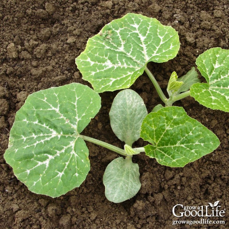 暖地野菜：霜が降りてから直播する種子 