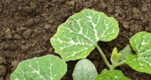 Gemüse der warmen Jahreszeit:Samen zur direkten Aussaat nach dem Frost 