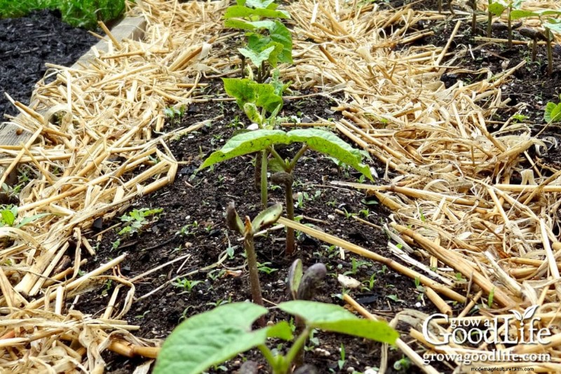 暖地野菜：霜が降りてから直播する種子 