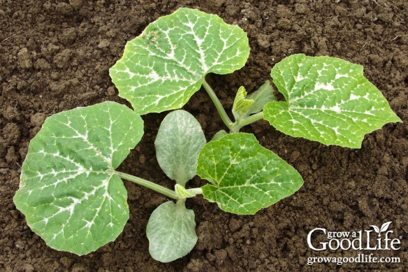 暖地野菜：霜が降りてから直播する種子 