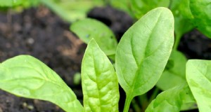 Vroeg planten:de beste zaden om vóór de laatste vorst te zaaien 