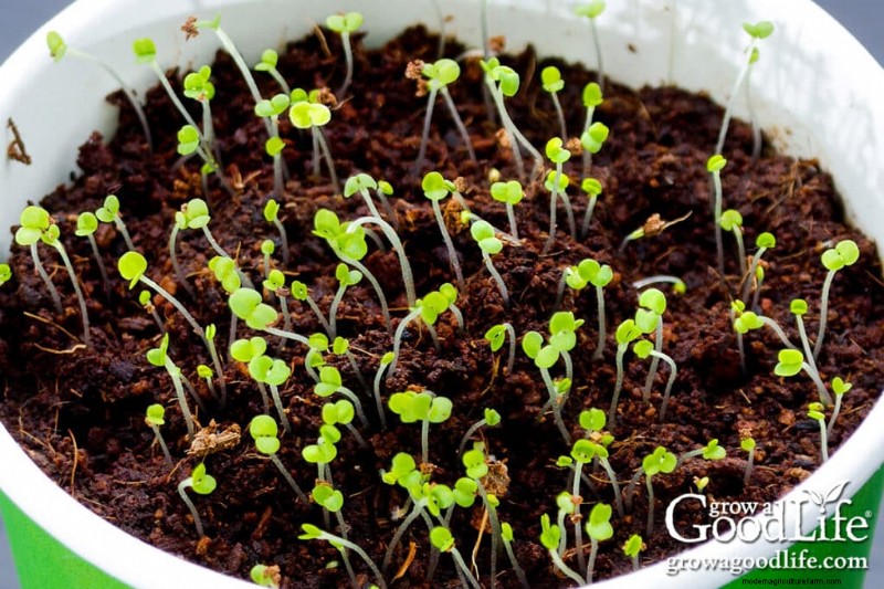Binnenshuis met zaden beginnen:uw gids voor een succesvolle tuin 