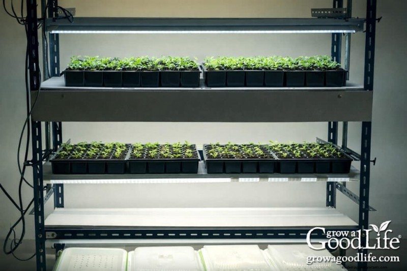 Kweeklampen voor zaailingen en groei van kamerplanten:een complete gids 