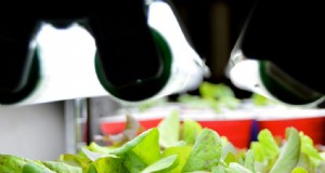 Kweeklampen voor zaailingen en groei van kamerplanten:een complete gids 