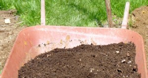 Gids voor bladschimmel:Verbeter de gezondheid van bodem en tuin - stap voor stap 
