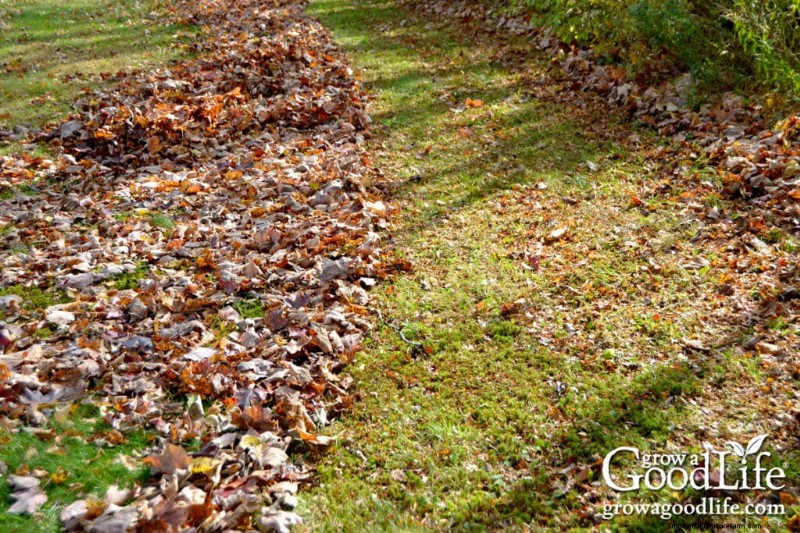 Gids voor bladschimmel:Verbeter de gezondheid van bodem en tuin - stap voor stap 