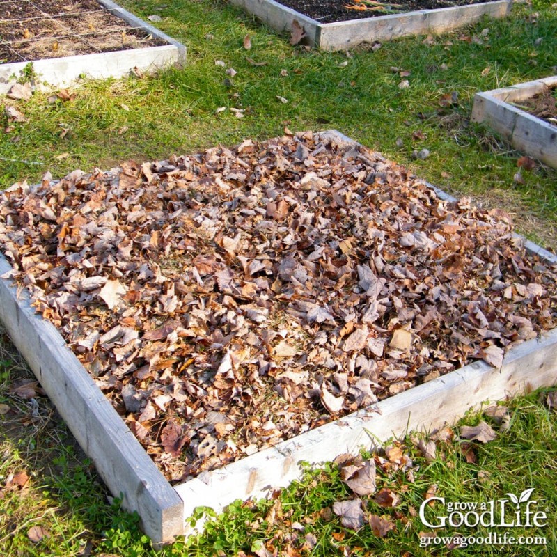 Laubmulch:Eine umfassende Anleitung zur Verwendung von zerkleinerten Blättern in Ihrem Garten 
