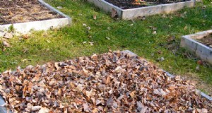 Laubmulch:Eine umfassende Anleitung zur Verwendung von zerkleinerten Blättern in Ihrem Garten 