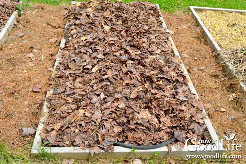 Laubmulch:Eine umfassende Anleitung zur Verwendung von zerkleinerten Blättern in Ihrem Garten 