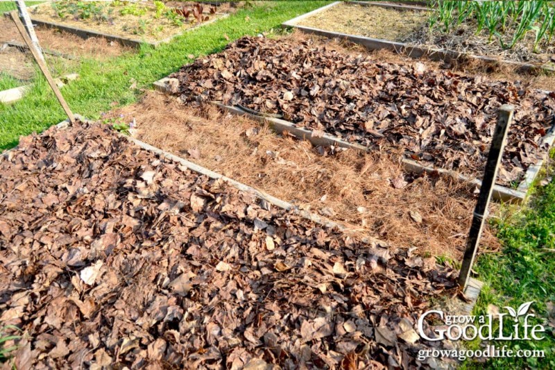 Laubmulch:Eine umfassende Anleitung zur Verwendung von zerkleinerten Blättern in Ihrem Garten 