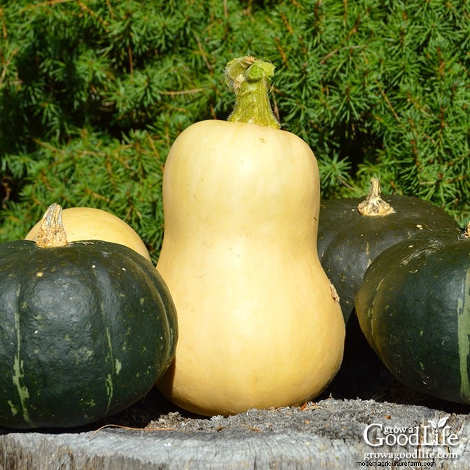 Guida alla coltivazione della zucca:suggerimenti per la semina, la cura e la raccolta 