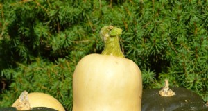Guida alla coltivazione della zucca:suggerimenti per la semina, la cura e la raccolta 