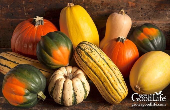 Guida alla coltivazione della zucca:suggerimenti per la semina, la cura e la raccolta 