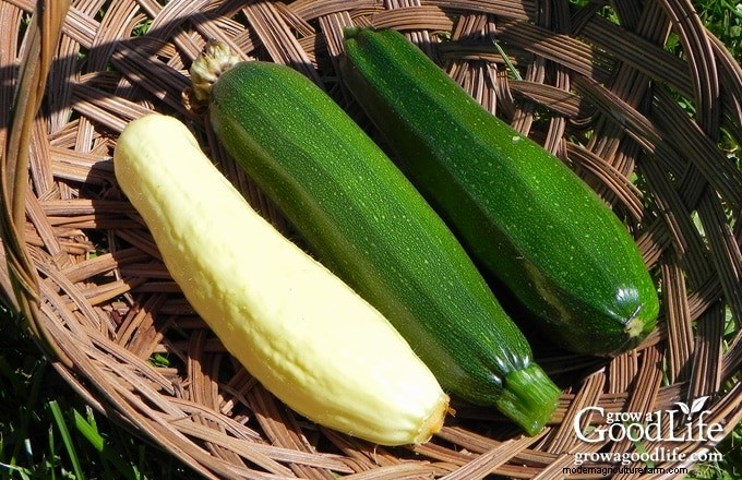 Guida alla coltivazione della zucca:suggerimenti per la semina, la cura e la raccolta 