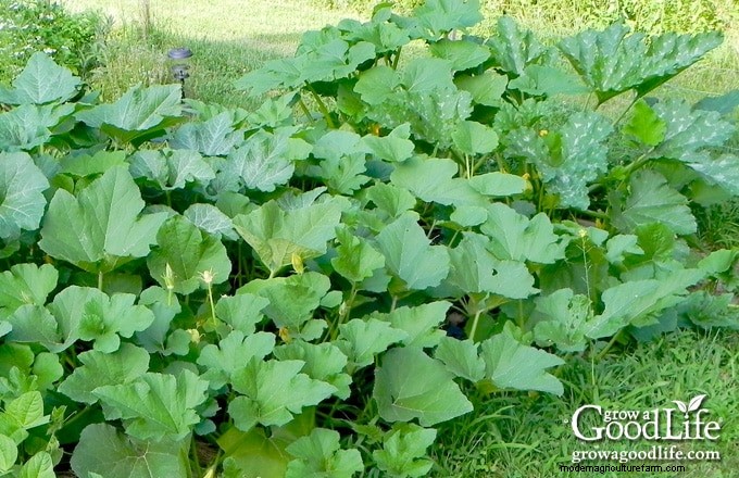 Guida alla coltivazione della zucca:suggerimenti per la semina, la cura e la raccolta 