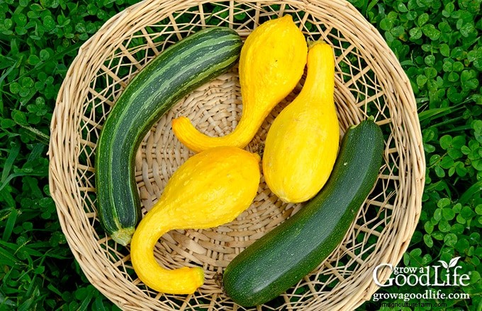 Guida alla coltivazione della zucca:suggerimenti per la semina, la cura e la raccolta 