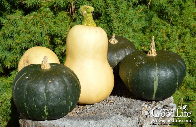 Guida alla coltivazione della zucca:suggerimenti per la semina, la cura e la raccolta 