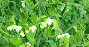 家庭菜園用の被覆作物:土壌の健康に関する初心者向けガイド 