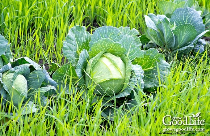 家庭菜園用の被覆作物:土壌の健康に関する初心者向けガイド 