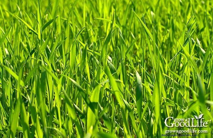 家庭菜園用の被覆作物:土壌の健康に関する初心者向けガイド 