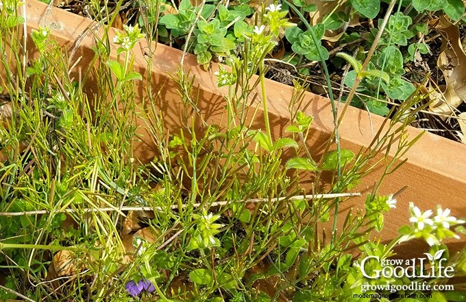 Gartenjournal:Verfolgen Sie Fortschritte und wachsen Sie intelligenter | [Ihr Marken-/Site-Name] 
