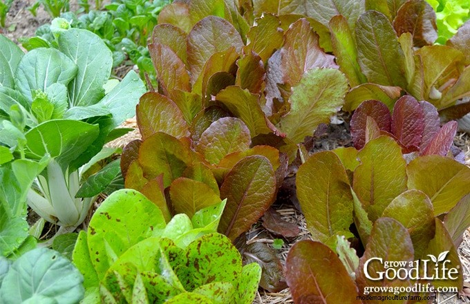 Gartenjournal:Verfolgen Sie Fortschritte und wachsen Sie intelligenter | [Ihr Marken-/Site-Name] 