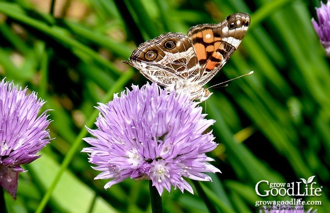Gartenjournal:Verfolgen Sie Fortschritte und wachsen Sie intelligenter | [Ihr Marken-/Site-Name] 