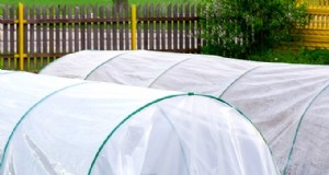 Schützen Sie Ihren Garten:6 wirksame Frostschutzmethoden 