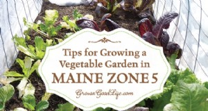 Moestuinieren in Maine:tips voor succes in Zone 5 