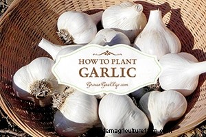 Top-Gartenartikel 2014 | Bauen Sie ein gutes Leben auf 
