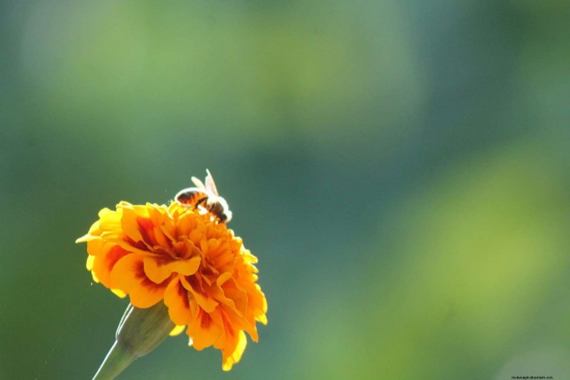 Skapa en pollinatorvänlig trädgård:viktiga växter och metoder 