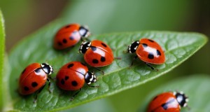 てんとう虫:庭に欠かせない仲間 - 何を食べるか、そしてなぜ重要なのか 