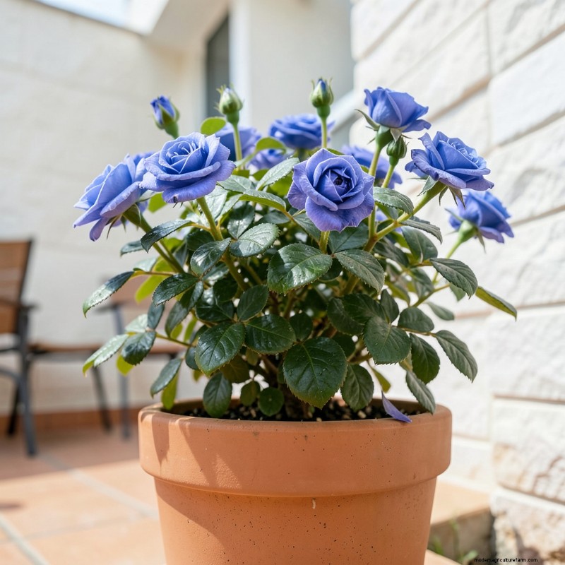 10 beste blauwe rozenstruiken voor een unieke tuin | Groenblijvende zaden 