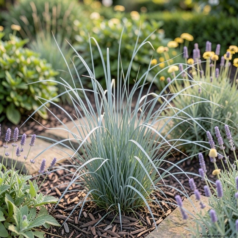 Piante eleganti con foglie lunghe e sottili per il design del giardino 