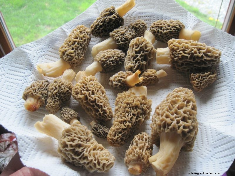 自宅でアミガサタケを育てる:初心者ガイド 