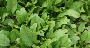 Cultive espinacas saludables:una guía completa para cosechas abundantes 
