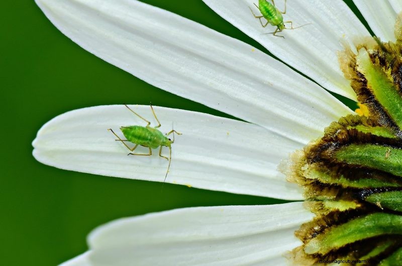 Gesunden Spinat anbauen:Ein vollständiger Leitfaden für reiche Ernten 