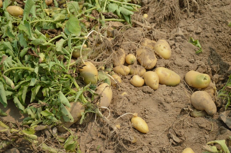 Raccolta e conservazione delle patate:una guida completa per l inverno 