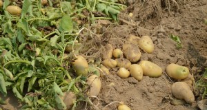 Raccolta e conservazione delle patate:una guida completa per l inverno 