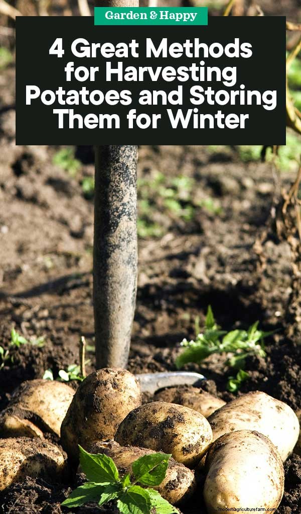Raccolta e conservazione delle patate:una guida completa per l inverno 