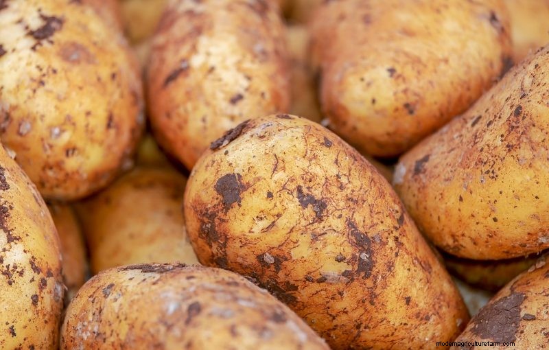 Raccolta e conservazione delle patate:una guida completa per l inverno 