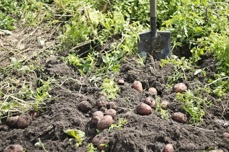 Raccolta e conservazione delle patate:una guida completa per l inverno 
