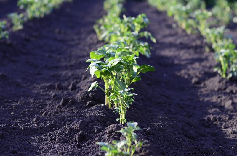 Raccolta e conservazione delle patate:una guida completa per l inverno 