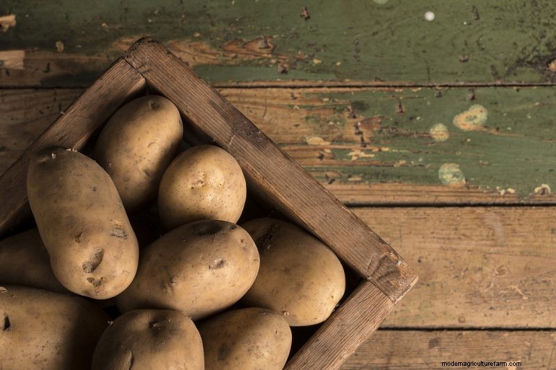 Raccolta e conservazione delle patate:una guida completa per l inverno 