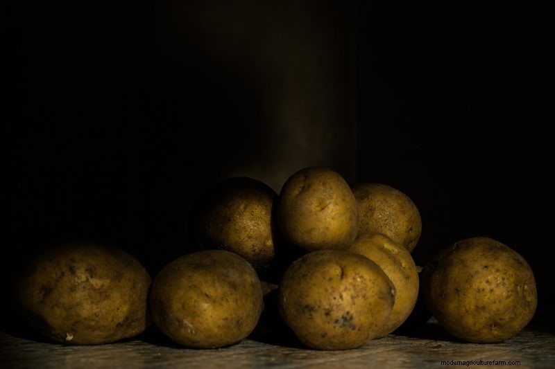 Raccolta e conservazione delle patate:una guida completa per l inverno 