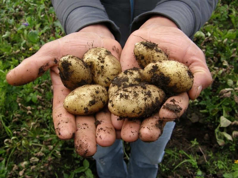 Raccolta e conservazione delle patate:una guida completa per l inverno 