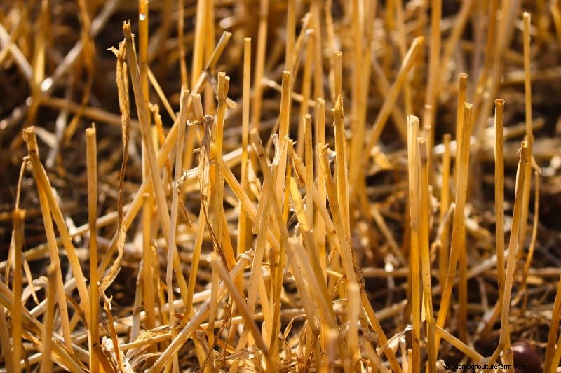 Raccolta e conservazione delle patate:una guida completa per l inverno 