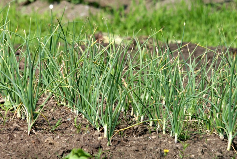 Guida esperta per raccogliere l aglio in autunno per un sapore ottimale 