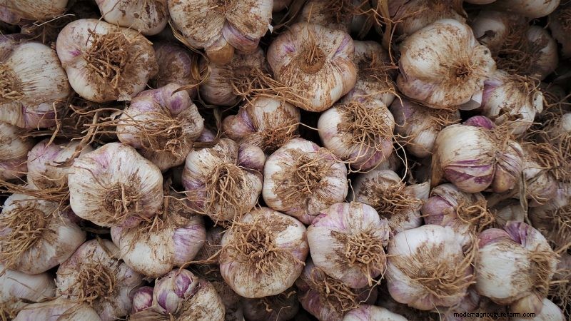 Guida esperta per raccogliere l aglio in autunno per un sapore ottimale 